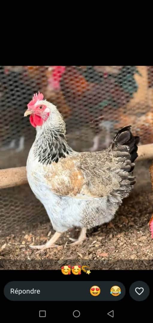 Poulet