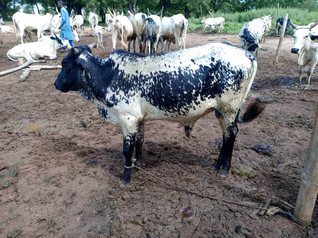 Bœuf (gros ruminant)