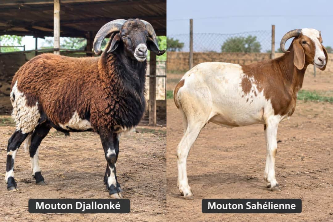 Mouton & chèvre (petits ruminants)
