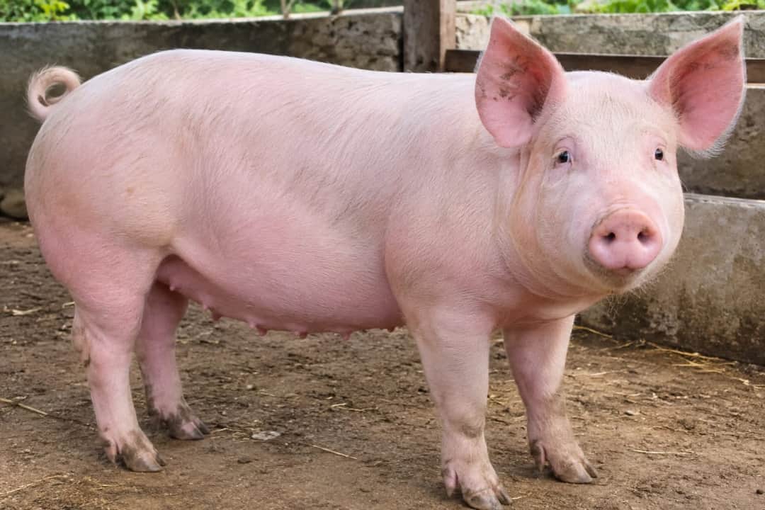 Porc